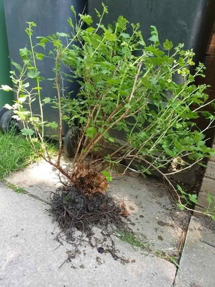 Photo of free Gooseberry bush (Adel LS16) #1