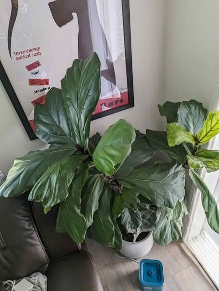 Photo of free Assorted Plants (92 X 101) #3