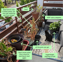 Photo of free Assorted Plants (92 X 101) #1