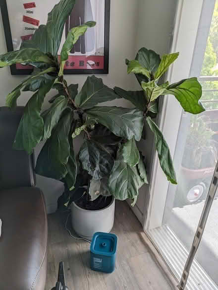 Photo of free Assorted Plants (92 X 101) #2