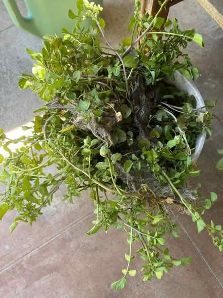 Photo of free Watercress plants (Oakland) #2