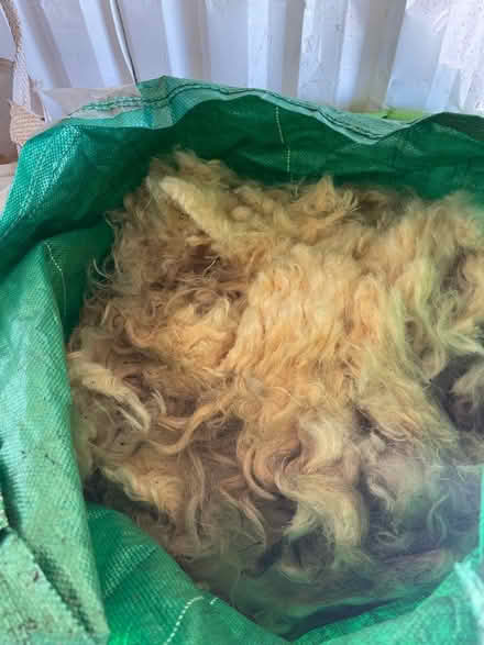 Photo of free Sheep’s wool (Sidcot BS25) #2