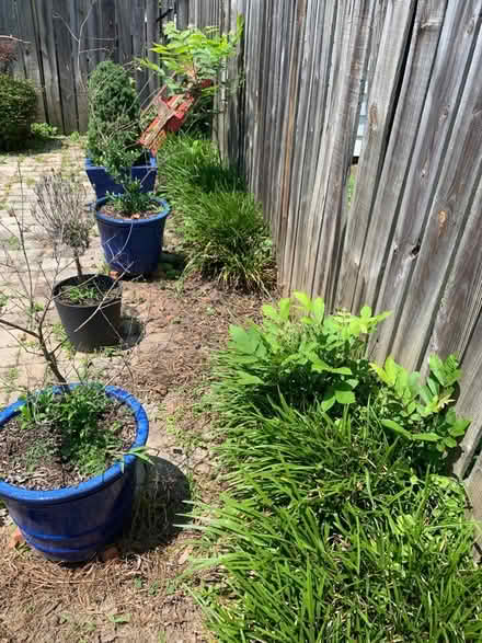 Photo of free Border grass and Canna Lillie’s (Spencer, NC) #2