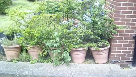 Photo of free Four thorny bushes (Anerley SE20) #1
