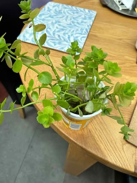 Photo of free Baby succulents (Longridge PR3) #1