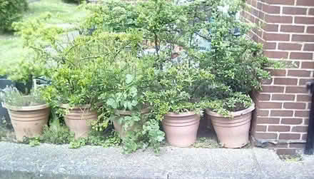 Photo of free Three thorny bushes (Anerley SE20) #1