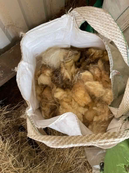 Photo of free Sheep’s wool (Sidcot BS25) #1