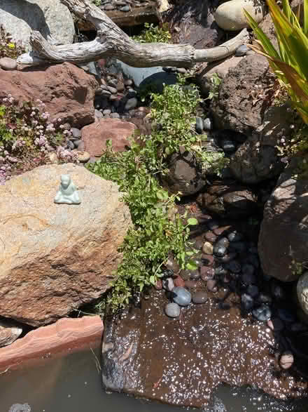 Photo of free Watercress plants (Oakland) #1