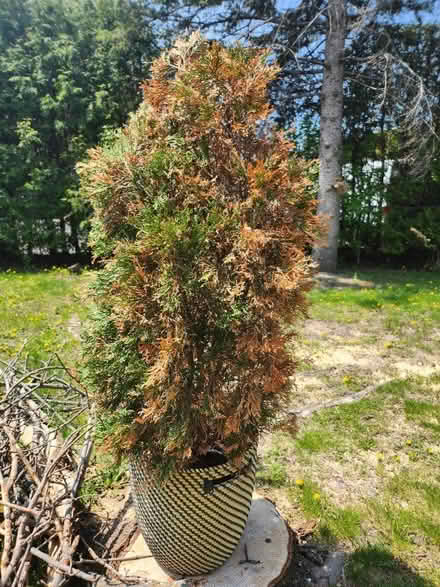 Photo of free Cedar plant (Nepean) #1