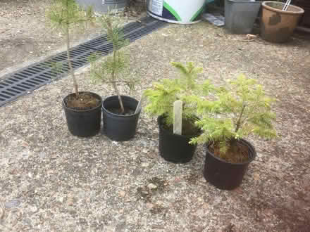 Photo of free Bonsai Conifer trees (High Brooms TN4) #1