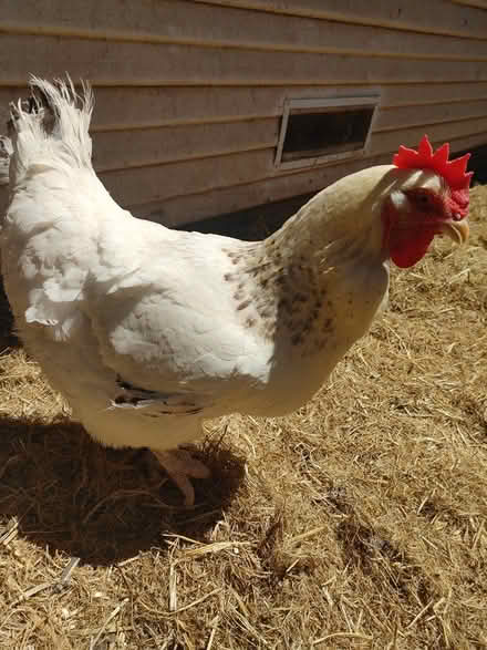 Photo of free Old large egg laying hen (Old North Sacramento) #1