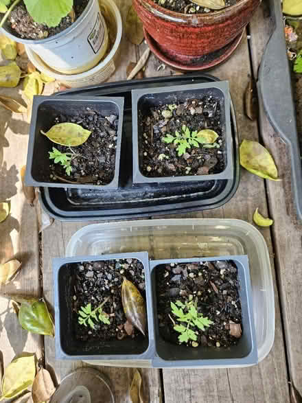 Photo of free Baby tomato plants (Between Woodstock/Roswell) #1