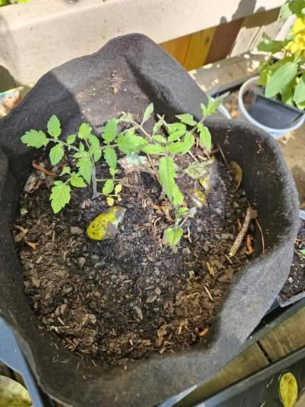 Photo of free Baby tomato plants (Between Woodstock/Roswell) #4