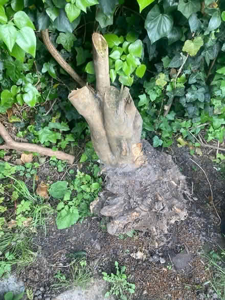 Photo of free Tree strumps (CT2) #2