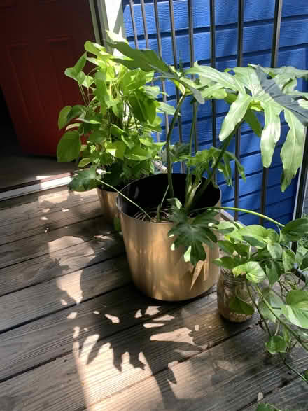 Photo of free House plants + Gold Planters (Leauge City) #2
