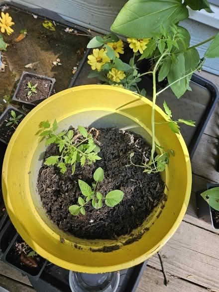 Photo of free Baby tomato plants (Between Woodstock/Roswell) #2