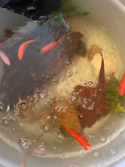 Photo of free Pond items (01028) #4