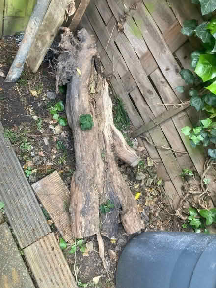 Photo of free Tree strumps (CT2) #1