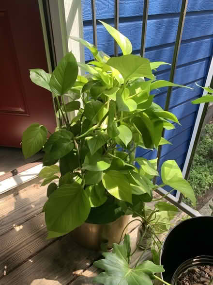 Photo of free House plants + Gold Planters (Leauge City) #1