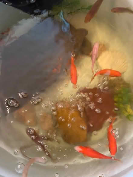 Photo of free Pond items (01028) #2