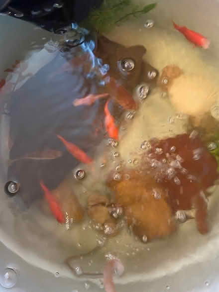 Photo of free Pond items (01028) #3