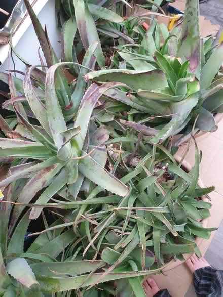 Photo of free Aloe Vera give away (127 foresthall drive, G21.) #1