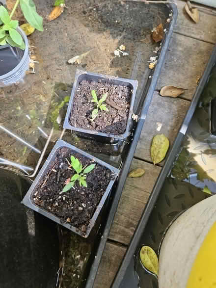 Photo of free Baby tomato plants (Between Woodstock/Roswell) #3