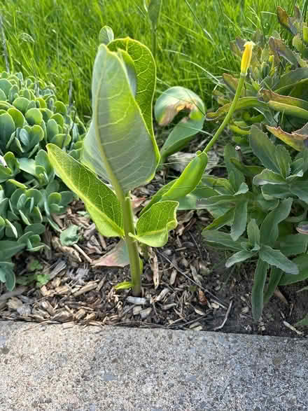 Photo of free Milkweed (Cliff N / Mississauga Valley) #1