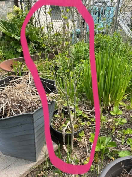 Photo of free Roses of Sharon bush (Cliff N / Mississauga Valley) #1