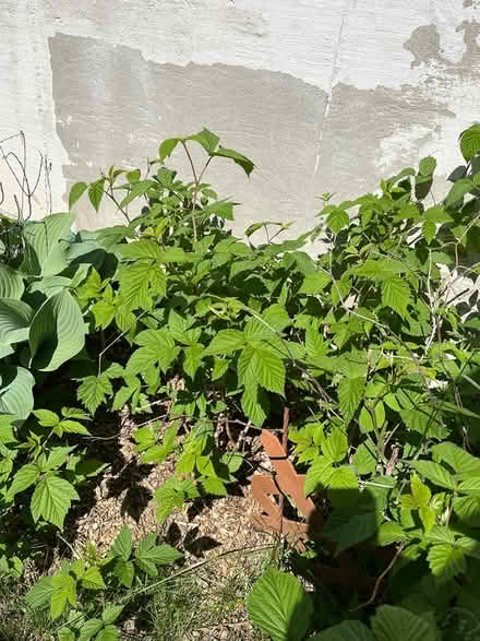 Photo of free Raspberry bushes (Cliff N / Mississauga Valley) #3