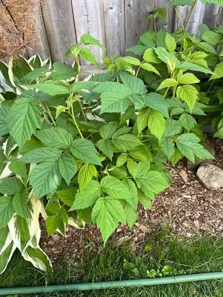 Photo of free Raspberry bushes (Cliff N / Mississauga Valley) #1