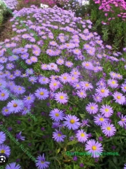 Photo of free Michelmas Daises (Aster) purple WD3 (Heronsgate WD3) #1