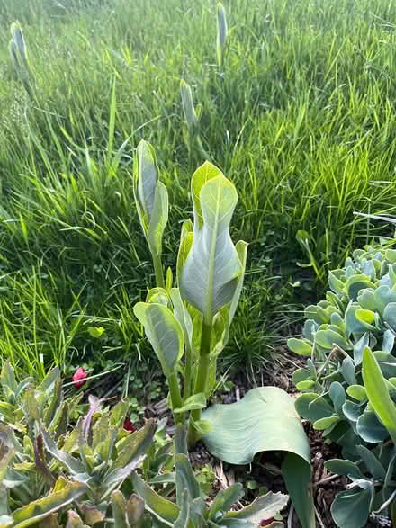 Photo of free Milkweed (Cliff N / Mississauga Valley) #3