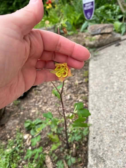 Photo of free Columbine (Cliff N / Mississauga Valley) #1