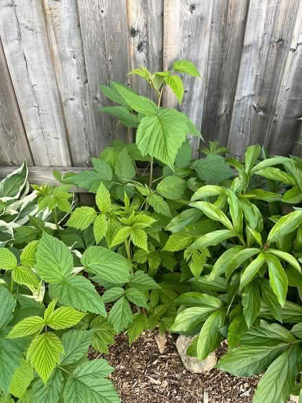 Photo of free Raspberry bushes (Cliff N / Mississauga Valley) #2