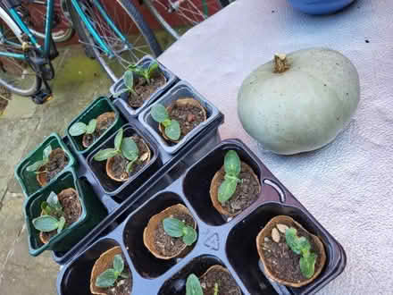 Photo of free Season Squash plants (Chapeltown LS7) #1
