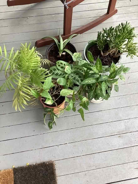 Photo of free Plants (West Watertown) #1