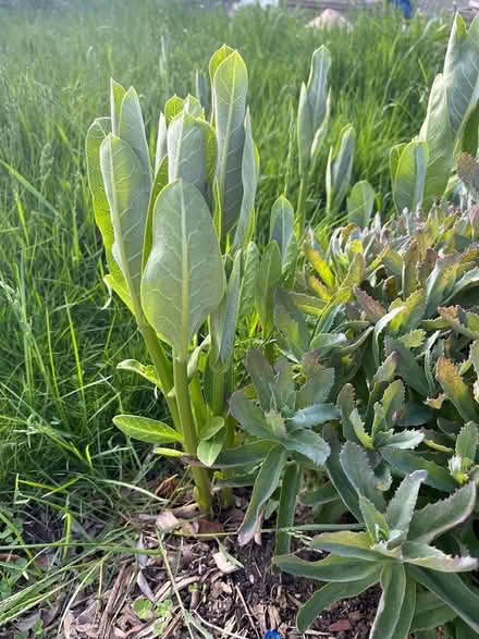 Photo of free Milkweed (Cliff N / Mississauga Valley) #2