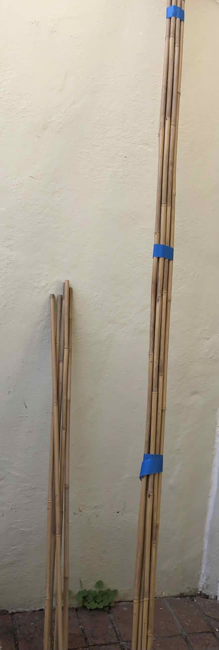Photo of free Bamboo poles - San Anselmo (San Anselmo, Morningside) #1