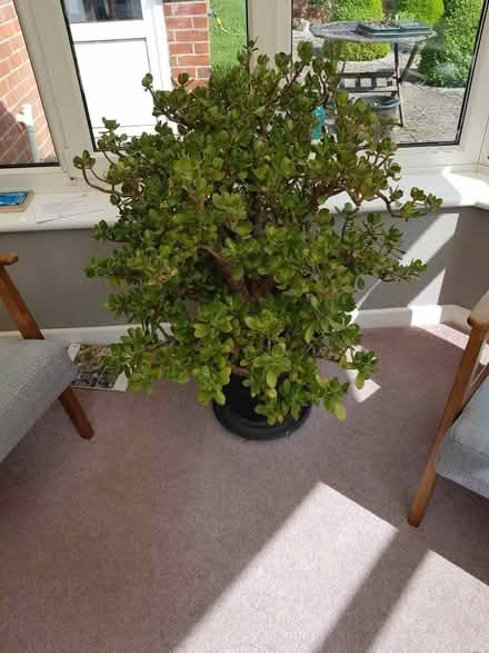 Photo of free Large jade / money plant tree (Merley BH21) #1