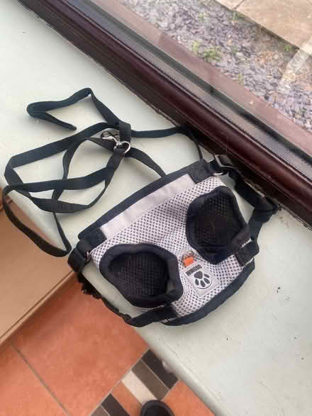 Photo of free Small animal harness (Hesketh Bank PR4) #1