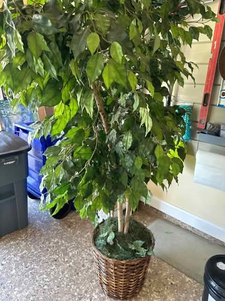 Photo of free Indoor Plant (Germantown, MD) #1