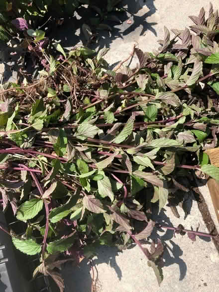 Photo of free Fresh mint (WD17 Cassiobury Est) #1