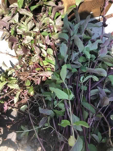 Photo of free Fresh mint (WD17 Cassiobury Est) #2