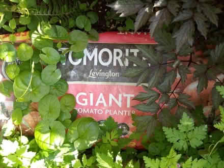 Photo of free Tomato Planter (Horsley Woodhouse CP DE7) #1