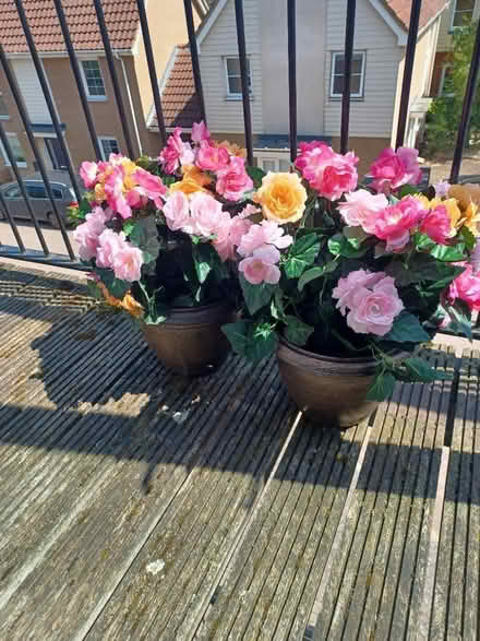 Photo of free 2 x Potted Artificial Begonias (Queen's Hills NR8) #1