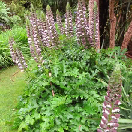 Photo of free Bear's breeches plants with tubers (Coombe road area BN2 4) #1