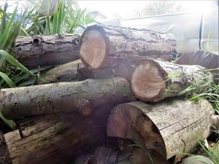 Photo of free Fire Wood (west eugene) #2