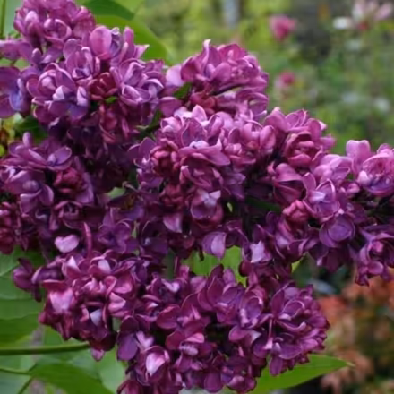 Photo of Lilac Tree Cuttings__Charles Joly variety (Fairfield Park) #1