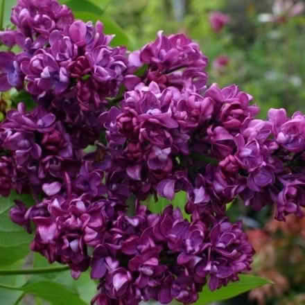 Photo of Lilac Tree Cuttings__Charles Joly variety (Fairfield Park) #1